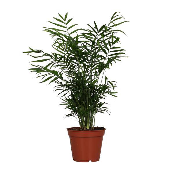 Mexikanische Bergpalme – Chamaedorea elegans – Zimmerpflanze – Ø17cm – 55cm hoch – pflegeleichte luftreinigende Grünpflanze für Wohnzimmer & Büro