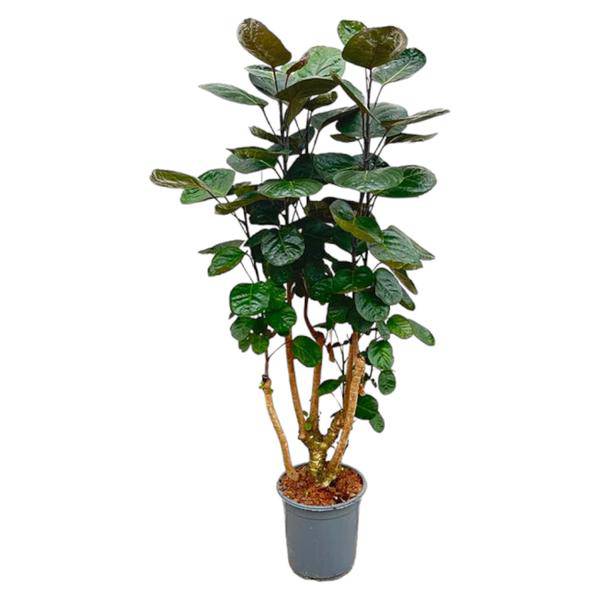 Fiederaralie – Polyscias Fabian – Zimmerpflanze – 130cm – Ø24cm – Elegante Grünpflanze mit runden Blättern