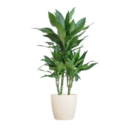 Dracaena Janet Lind 95cm – Drachenbaum Zimmerpflanze Ø21cm im weißen Viber Topf – pflegeleichte luftreinigende Grünpflanze für Wohnzimmer und Büro