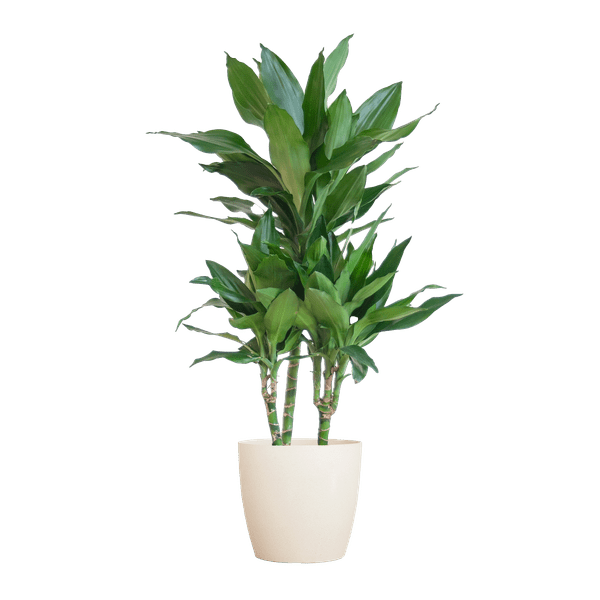 Dracaena Janet Lind 95cm – Drachenbaum Zimmerpflanze Ø21cm im weißen Viber Topf – pflegeleichte luftreinigende Grünpflanze für Wohnzimmer und Büro