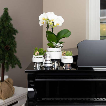 Sukkulente Echeveria Miranda – Ø9cm – Grüne Zimmerpflanze im Le Chic Keramiktopf Silber – Pflegeleicht & stilvoll – Deko-Pflanze für Wohnzimmer, Büro & Regal