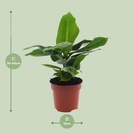 Bananenbaum Musa 'Oriental Dwarf' – Zwergbanane – Zimmerpflanze – Ø12cm – 35cm Höhe – tropisch & pflegeleicht