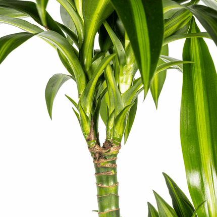 Dracaena Deremensis Hawaiian Sunshine – Drachenbaum – Ø24cm – ↕130-150cm – Tropische Zimmerpflanze mit gelb-grünen Blättern – Pflegeleicht & luftreinigend