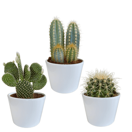 Kaktus Mix – 3 Pflanzen – Ø10,5cm Zimmerpflanzen im weißen Übertopf – Verschiedene Kakteen im dekorativen Glasgefäß – Pflegeleichte Sukkulenten für Fensterbank, Büro & Wohnzimmer
