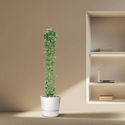 Arabischer Efeu – Cissus rotundifolia – Zimmerpflanze am Gitterrost – ca. 160cm Höhe – Ø27cm – pflegeleichte Kletterpflanze für Innenräume