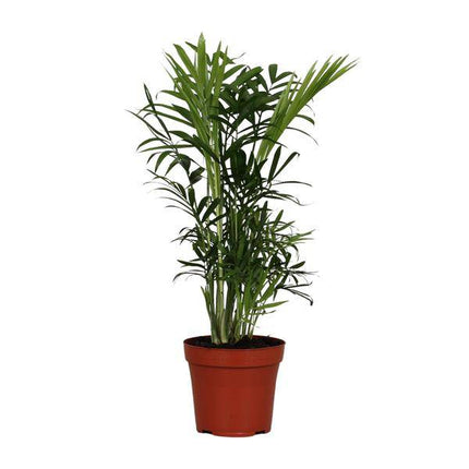 Mexikanische Bergpalme – Chamaedorea Elegans – Zimmerpflanze – Ø12cm – ↕40cm – pflegeleichte Zwergbergpalme mit tropischem Flair – grüne Palme für Zuhause & Büro