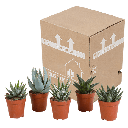 Sukkulenten Mix Gasteria & Haworthia – 5 Pflanzen – Ø5,5cm Zimmerpflanzen – Verschiedene Mini-Sukkulenten – Pflegeleichte Pflanzen für Fensterbank, Büro & Wohnzimmer