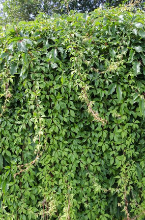 Wilder Wein Parthenocissus quinquefolia ‘Engelmannii’ Kletterpflanze Ø15cm ↕65cm – winterharte Pflanze für Garten, Balkon, Terrasse, Kübel & Beet