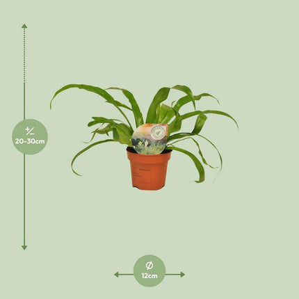 Nestfarn Asplenium Antiquum – Zimmerpflanze – Ø12cm – ↕30cm – Nierenfarn mit eleganten Wedeln