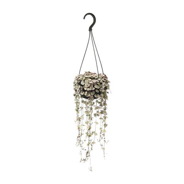 Leuchterblume – Ceropegia Linearis ssp. Woodii Variegata – Zimmerpflanze – Ø14cm – ca. 38cm hoch – hängende Sukkulente mit herzförmigen Blättern