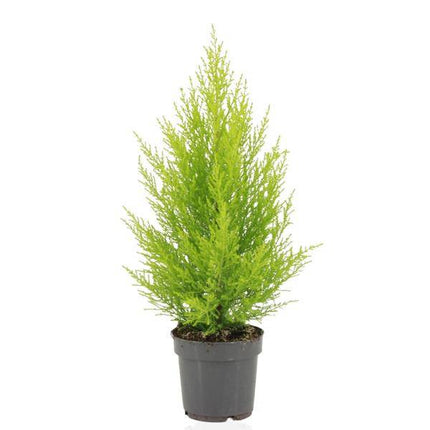 Zimmerzypresse – Cupressus Macrocarpa Goldcrest Wilma – Ø14cm – ↕55cm – Elegante Konifere mit goldgelben Nadeln – Pflegeleichte Zimmerpflanze für Wohnzimmer, Büro & Wintergarten