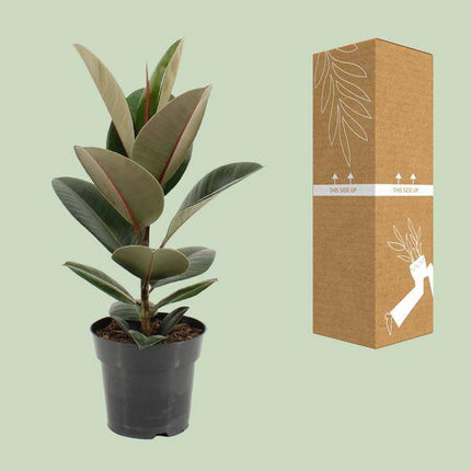 Gummibaum Ficus Elastica Robusta – Ø17cm – ↕55cm – Pflegeleichte Zimmerpflanze mit großen, glänzenden Blättern – Luftreinigende Grünpflanze für Wohnzimmer, Büro & Wintergarten