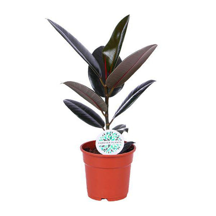 Gummibaum – Ficus Elastica Abidjan – Zimmerpflanze – Ø17cm – ca. 55cm hoch – dekorative & pflegeleichte Grünpflanze für Zuhause & Büro