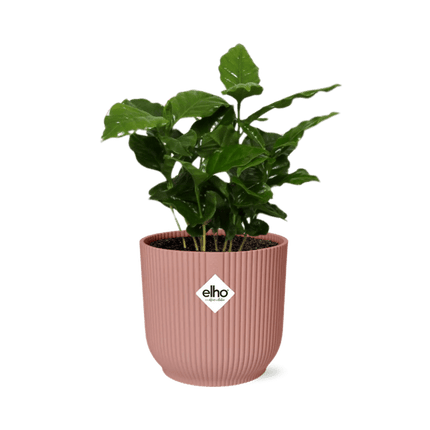 Kaffee Pflanze – Coffea Arabica – Zimmerpflanze im Topf Vibes Fold 14cm Rosa – tropische Kaffeepflanze für Zuhause & Büro