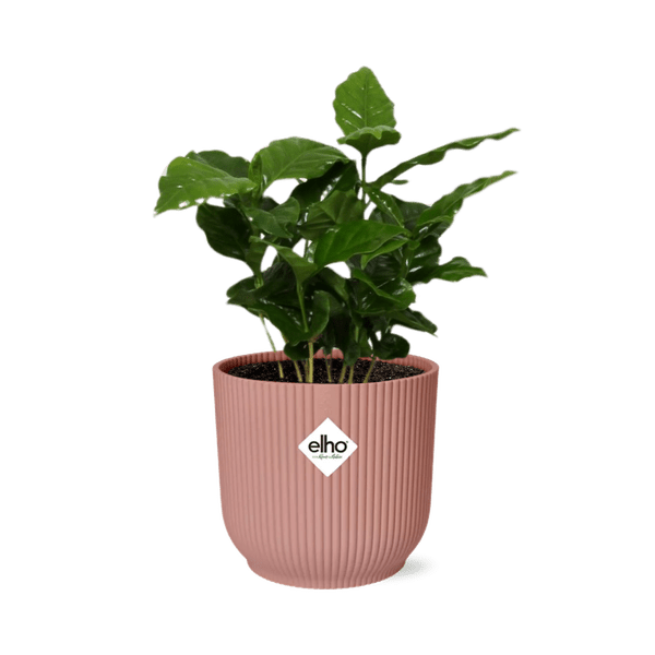 Kaffee Pflanze – Coffea Arabica – Zimmerpflanze im Topf Vibes Fold 14cm Rosa – tropische Kaffeepflanze für Zuhause & Büro