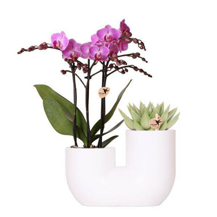 Orchidee Vienna Rosa & Sukkulente im weißen Duo-Ziertopf Ø9cm – Elegantes Pflanzset mit Phalaenopsis & Miranda – Zimmerpflanze & Geschenkidee