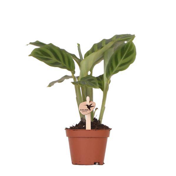 Calathea – Korbmarante – Zimmerpflanze Ø6cm – Luftreinigende tropische Blattschmuckpflanze mit auffälligem Blattmuster