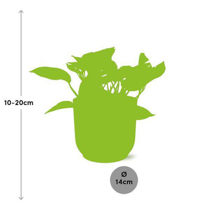 Baumfreund – Scindapsus Epipremnum Marble Queen – pflegeleichte Zimmerpflanze im Topf Vibes Fold 14cm Gelb – hängende & kletternde Grünpflanze mit luftreinigenden Blättern