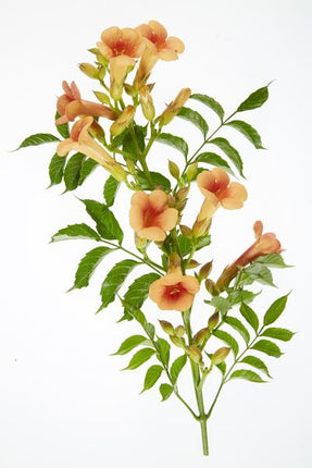 Trompetenblume Orange – Campsis ‘Indian Summer’ – Ø15cm – ca. 65cm hoch – Winterharte Kletterpflanze mit leuchtend orangefarbenen Blüten – Für Zaun, Pergola & Rankhilfe