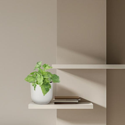 Syngonium Mottled – Purpurtute – Zimmerpflanze – ↕25cm – Ø12cm – Tropische Kletterpflanze mit marmorierten Blättern – Pflegeleicht & dekorativ