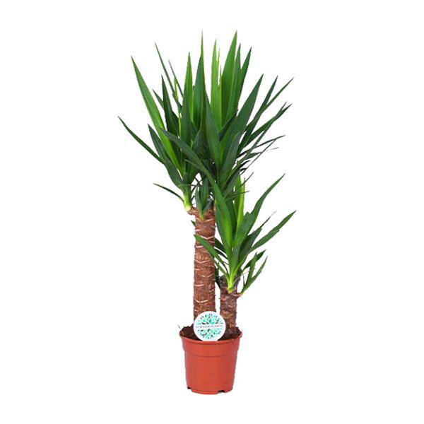 Palmlilie – Yucca Elephantipes – Zimmerpflanze – Ø17cm – Höhe ca. 80cm – pflegeleicht & luftreinigend