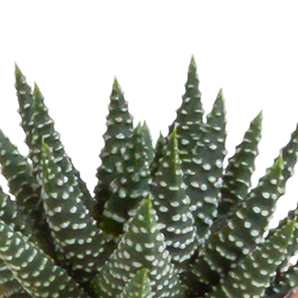 Sukkulenten & Kakteen Mix – 15 Pflanzen – Ø5,5cm Zimmerpflanzen im Terrakotta-Topf – Bunte Mischung aus verschiedenen Sukkulenten & Mini-Kakteen – Pflegeleichte Pflanzen für Fensterbank, Büro & Wohnzimmer