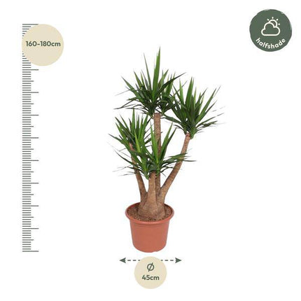 Riesen-Palmlilie – Yucca Elephantipes verzweigt – Zimmerpflanze 170cm – Ø45cm – Pflegeleichte Grünpflanze mit langen, spitzen Blättern – Tropischer Blickfang für Wohnzimmer, Büro & Wintergarten