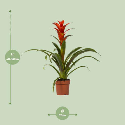 Bromelie – Guzmania Ostara – Zimmerpflanze – Ø12cm – ↕45cm – Exotische Blühpflanze– Pflegeleichte Dekopflanze für Zuhause & Büro