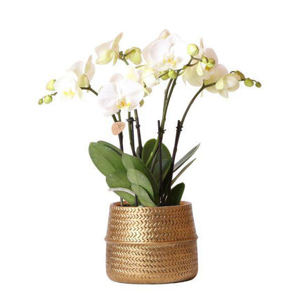Weiße Phalaenopsis Orchidee Juwel Gent – 2–3 Zweige – Ø12cm Groove Ziertopf – Silberner Rillen-Topf – Elegante blühende Zimmerpflanze – 40cm hoch