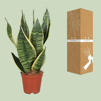 Bogenhanf Sansevieria trifasciata Futura Superba – Schwiegermutterzunge – Ø12cm – ↕40cm – pflegeleichte Zimmerpflanze mit gelb-grünem Laub – luftreinigend