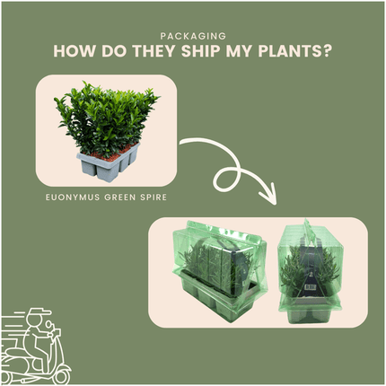 Euonymus Green Spire – Japanischer Spindelstrauch – Immergrün & winterhart – 48 Pflanzen Ø7cm ↕15cm – Buchsbaum-Ersatz für Hecken & Gartenbegrenzungen