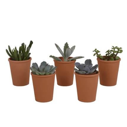 Sukkulenten Mix – 5 Pflanzen – Ø5,5cm Zimmerpflanzen im mediterranen Terrakotta-Topf – Verschiedene Mini-Sukkulenten – Pflegeleichte Pflanzen für Fensterbank, Büro & Wohnzimmer