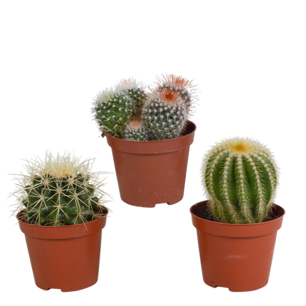 Kaktus Bolcactus Mix – 3 Pflanzen – Ø8,5cm Zimmerpflanzen – Verschiedene Kugelkakteen – Pflegeleichte Sukkulenten für Fensterbank, Büro & Wohnzimmer