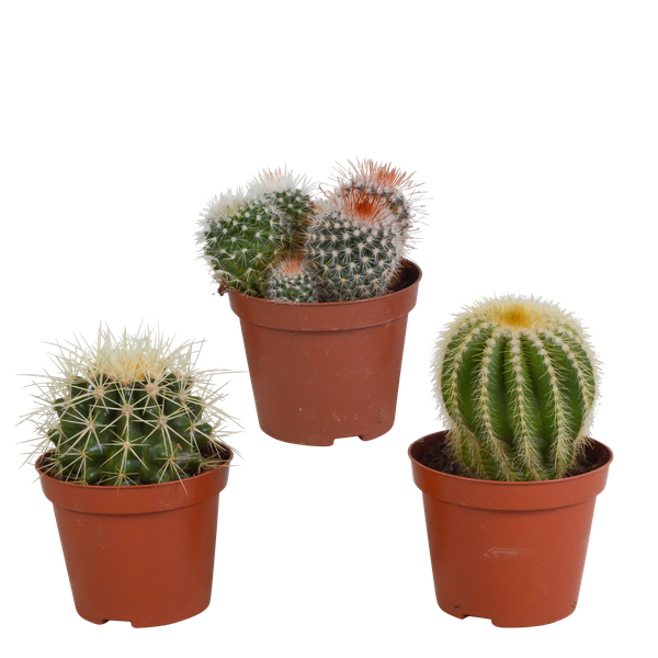 Kaktus Bolcactus Mix – 3 Pflanzen – Ø8,5cm Zimmerpflanzen – Verschiedene Kugelkakteen – Pflegeleichte Sukkulenten für Fensterbank, Büro & Wohnzimmer