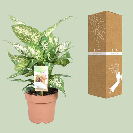 Dieffenbachie Compacta – Dieffenbachia seguine – Zimmerpflanze – Ø17cm – ↕45cm – pflegeleichte tropische Grünpflanze mit dekorativen Blättern – ideale Zimmerdekoration für Zuhause & Büro