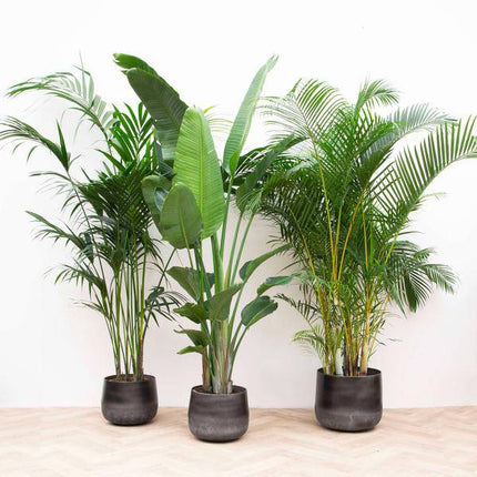 Vorteilspaket XXL Zimmerpflanzen – Kentia Palme 200cm, Strelitzia Nicolai 225cm & Areca Palme 200cm – Tropisches Set großer Grünpflanzen – Pflegeleicht & dekorativ