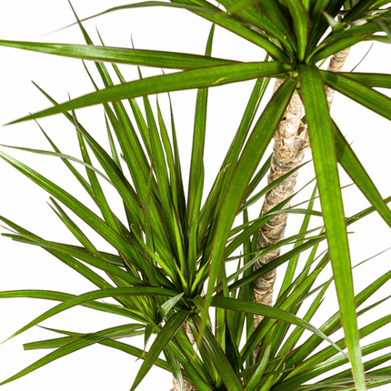 Dracaena Marginata Green – Drachenbaum – Zimmerpflanze Ø21cm ↕110-130cm – Dunkelgrüne Blätter – Pflegeleicht