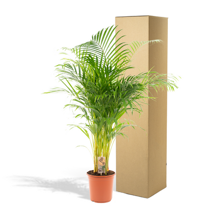 Areca-Palme – Betelpalme Dypsis lutescens – Ø24cm – 130cm Höhe – Luftreinigende Goldfruchtpalme – Tropische Zimmerpflanze für gesundes Raumklima