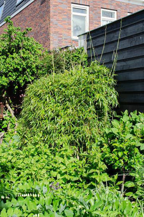 Schirmbambus Fargesia rufa 3er – Set Ø23cm ↕80cm – hochwertiges Produkt für Pflanzen, Garten, Zuhause, Dekoration & moderne Einrichtung