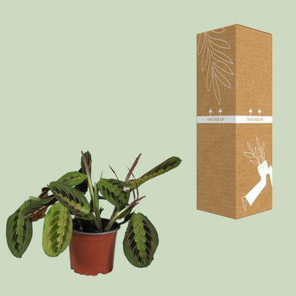 Zimmerpflanze Maranta leuconeura Fascinator – Gebetspflanze – Ø12cm – 30cm hoch – Pflegeleichte tropische Blattschmuckpflanze für Innenräume – Dekorative Blätter mit roten Adern