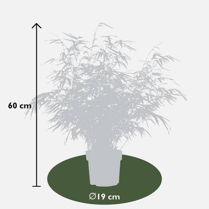 Schirmbambus Fargesia rufa Ø19cm ↕60cm – hochwertiges Produkt für Pflanzen, Garten, Zuhause, Dekoration & moderne Einrichtung