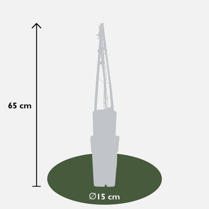 Clematis Multi Blue – 3 Pflanzen – Ø15cm – ca. 65cm hoch – Waldrebe mit großen blau-violetten Blüten – Winterharte Kletterpflanze für Garten, Zaun & Pergola