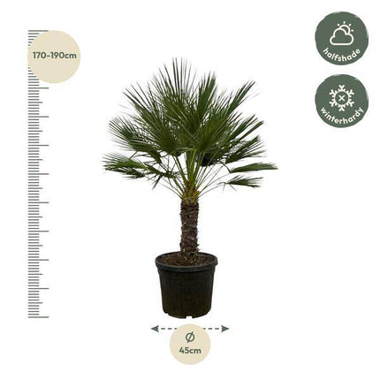 Chamaerops Humilis auf Stiel – Zwergpalme – Fächerpalme – Mediterrane Zimmer- und Kübelpflanze – Ø45cm – ↕150cm