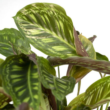 Calathea Flamestar – Pfauenpflanze – Ø19cm – ↕75cm – Exotische Zimmerpflanze mit gemusterten Blättern – Luftreinigend, pflegeleicht & dekorativ