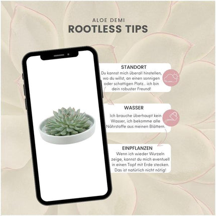 Sukkulente – Echeveria pulidonis Rootless – Ø20cm Schale „Grün“ – Zimmerpflanze ohne Wurzeln – Pflegeleichte Schnitt-Sukkulente als Deko & Tischschmuck