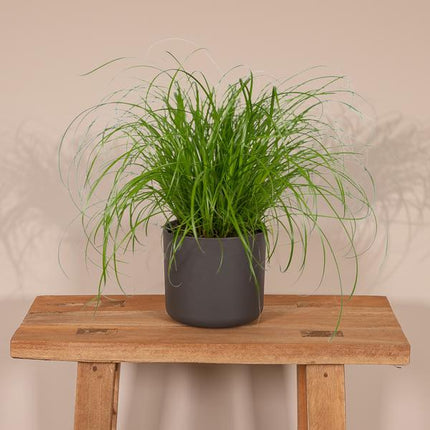 Katzengras Cyperus alternifolius Zimmerpflanze Ø12cm ↕20cm – pflegeleichte Grünpflanze für Wohnzimmer, Büro & helle Standorte kaufen