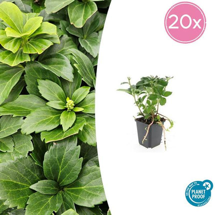 Japanischer Ysander – Pachysandra terminalis – ↕10-25cm – Ø9cm – 20 Pflanzen – Immergrüner Bodendecker – Schattengarten – Pflegeleicht