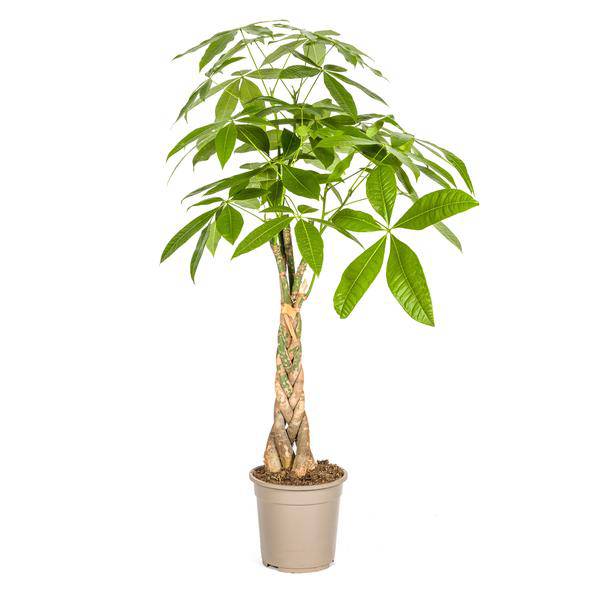 Glückskastanie Pachira Aquatica – Geldbaum – Zimmerpflanze Ø21cm ↕90-110cm – Geflochtener Stamm – Pflegeleicht