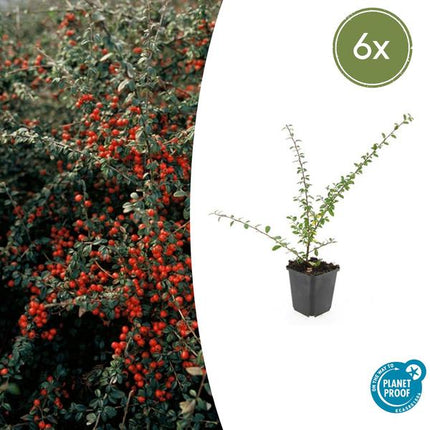 Teppichmispel Cotoneaster suecicus 'Coral Beauty' – ↕10-25cm – Ø9cm – 6 Pflanzen – Winterharter Bodendecker – Niedrig wachsend – Sonne & Schatten – Pflegeleicht
