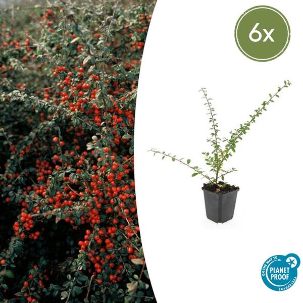 Teppichmispel Cotoneaster suecicus 'Coral Beauty' – ↕10-25cm – Ø9cm – 6 Pflanzen – Winterharter Bodendecker – Niedrig wachsend – Sonne & Schatten – Pflegeleicht